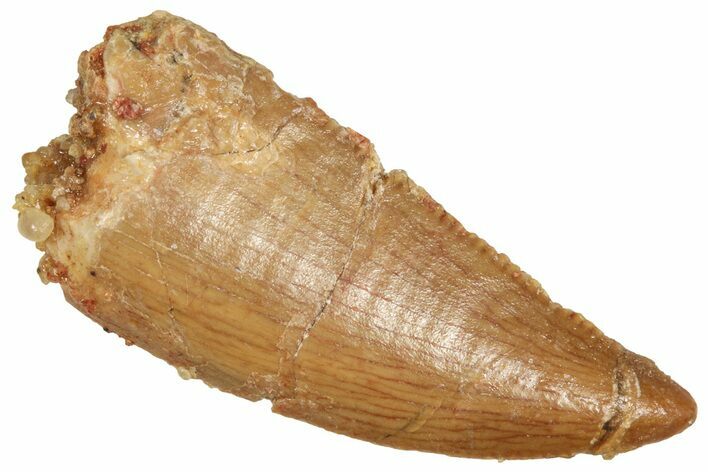 Serrated Raptor Tooth - Real Dinosaur Tooth #371459